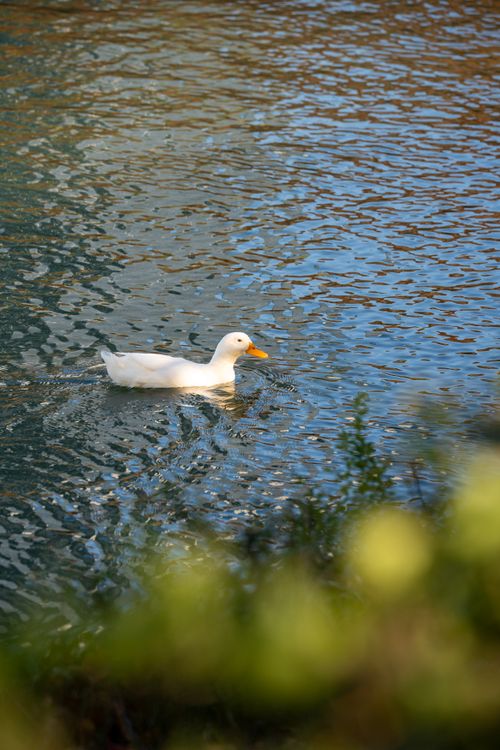 Free A tranquil scene with a white duck gliding on a calm pond in a Seoul park, South Korea. Stock Photo