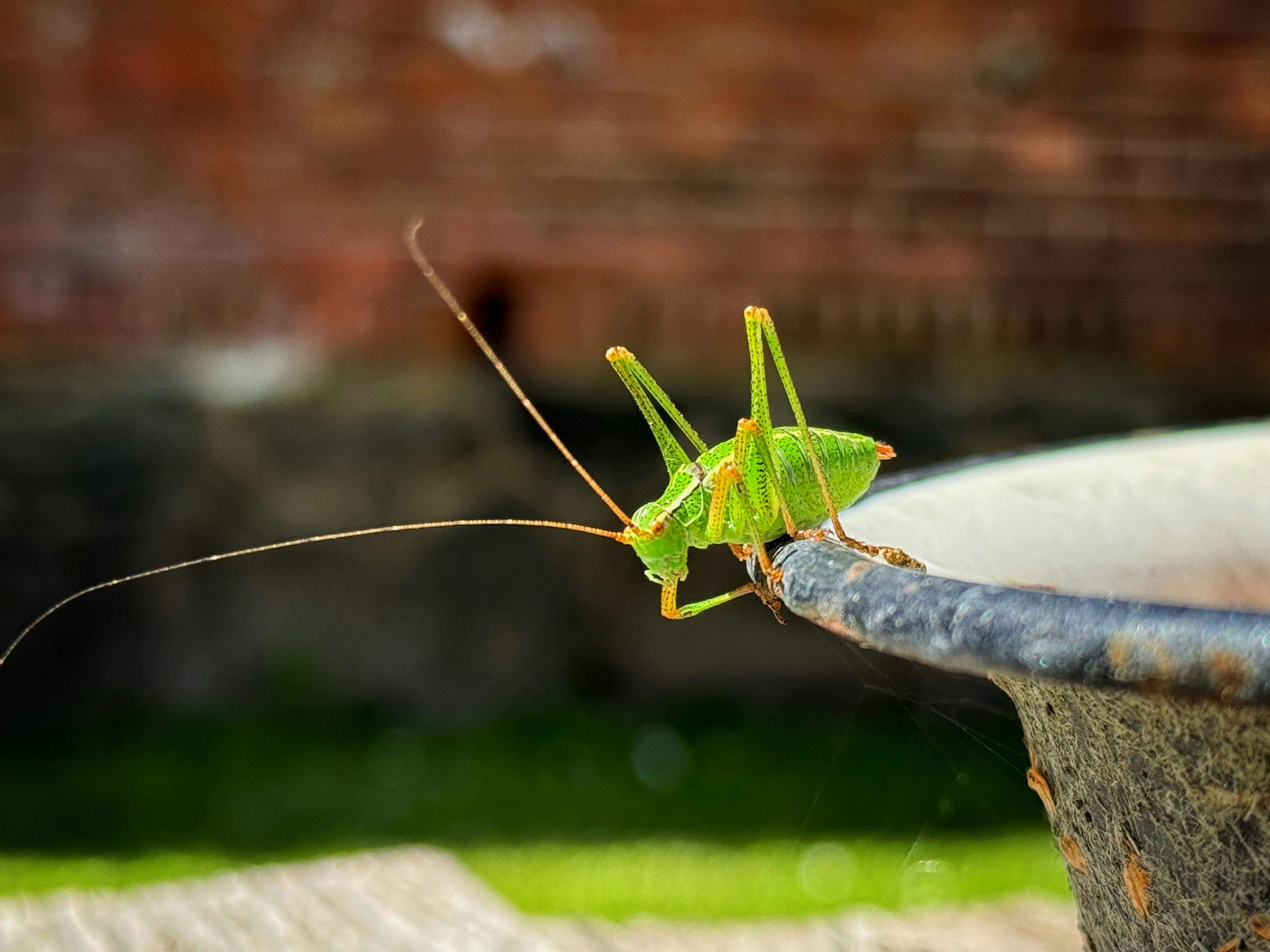 Writing Like A Mad Grasshopper