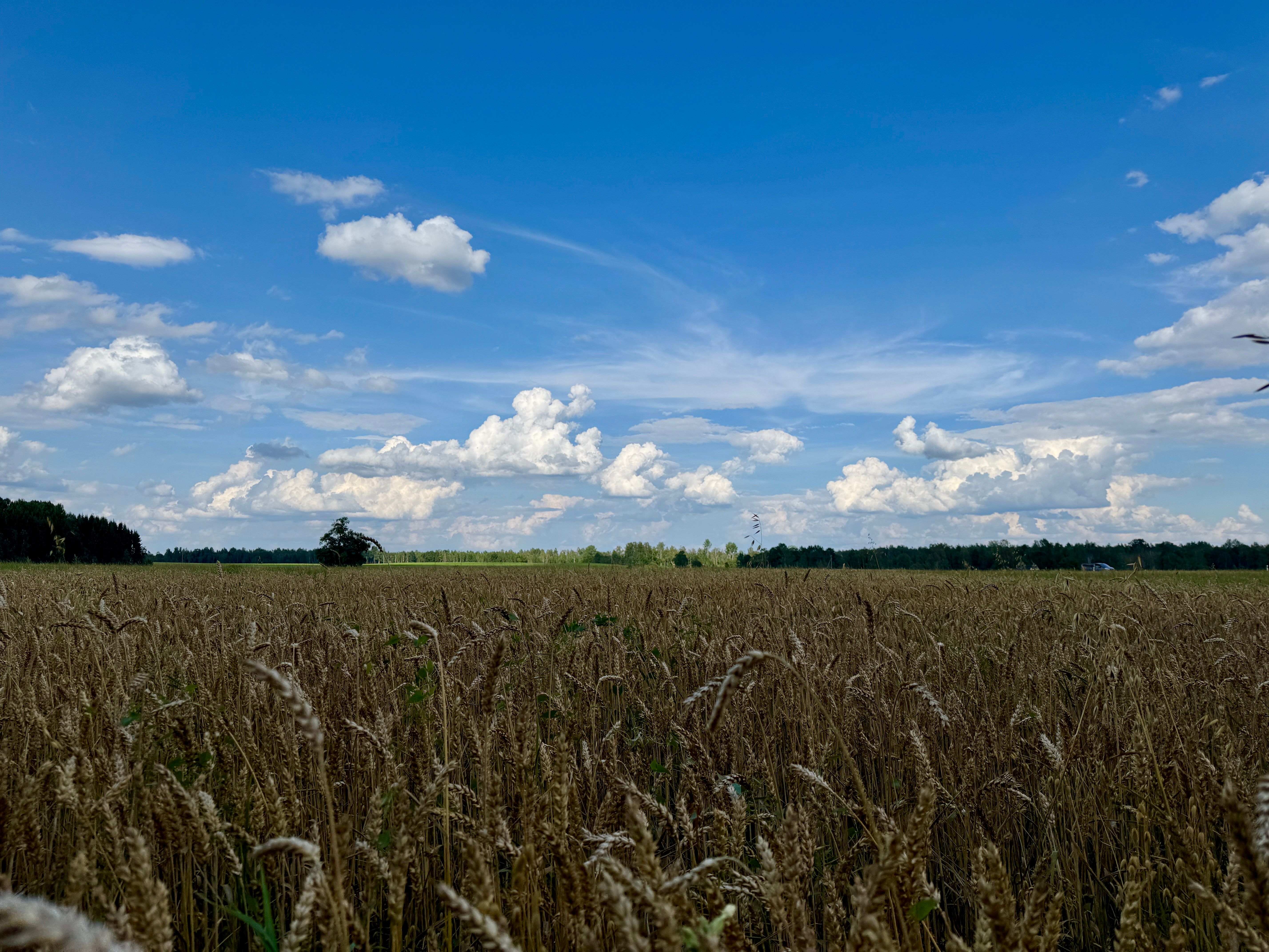 Beautiful Summer Wheat Field under Blue Sky · Free Stock Photo
