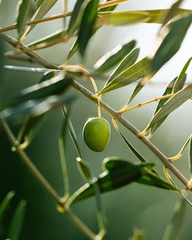 Close-up of a single olive on a branch with sunlight filtering through the leaves.