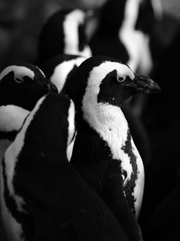 penguin photo