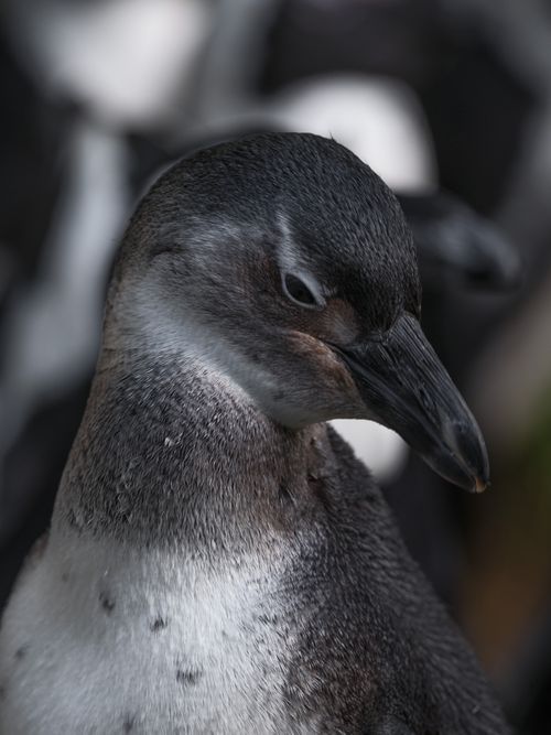 Free Detailed close-up of a juvenile penguin, displaying its unique plumage in a natural Antarctic setting. Stock Photo
