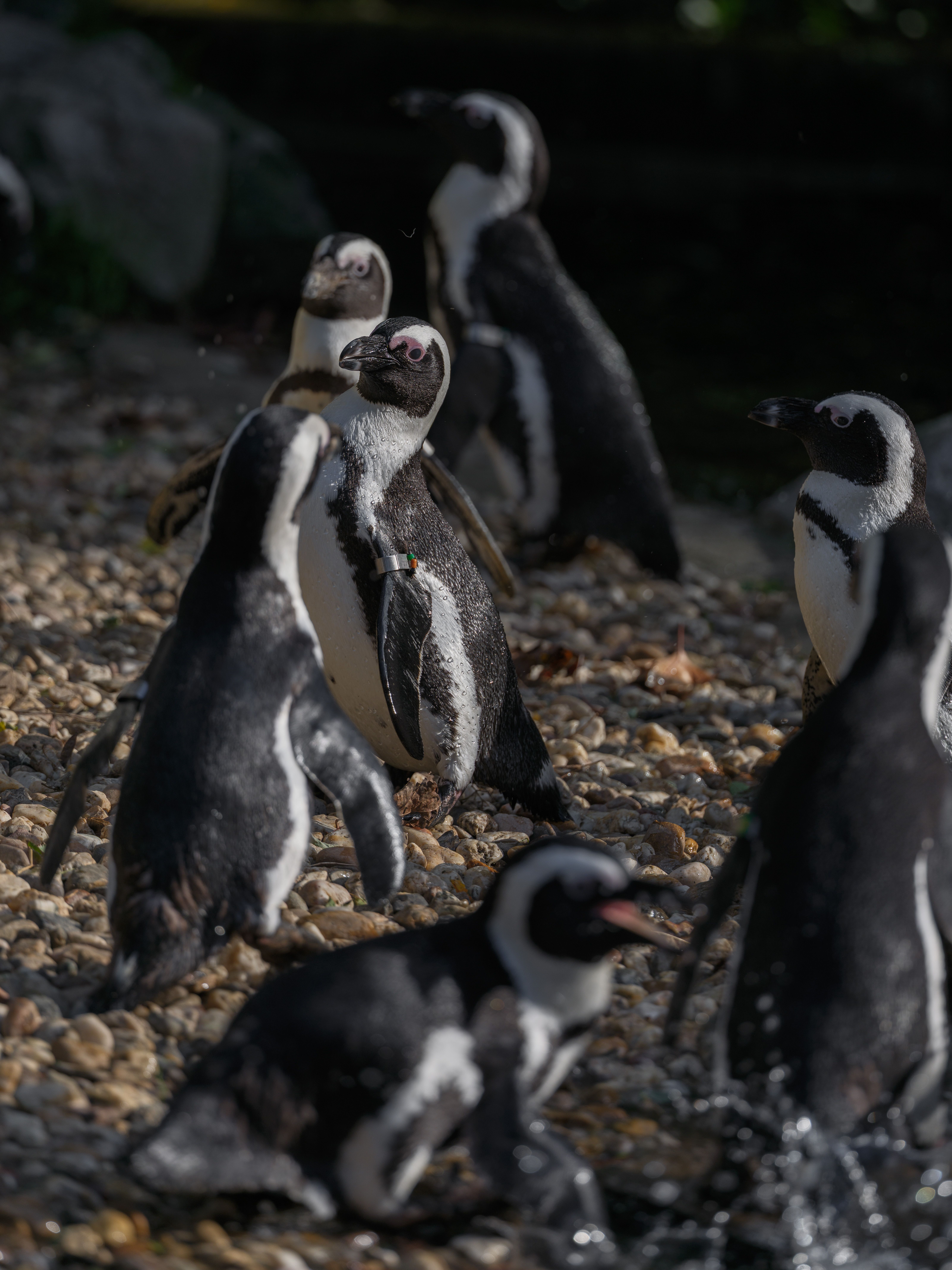 Fotomural Varios pingüinos africanos se reúnen en una costa rocosa, mostrando su comportamiento animado y su hábitat natural.