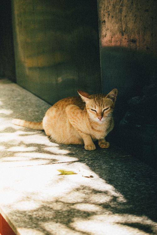 Free A ginger cat rests in dappled sunlight on a sidewalk in Ho Chi Minh City, Vietnam. Stock Photo