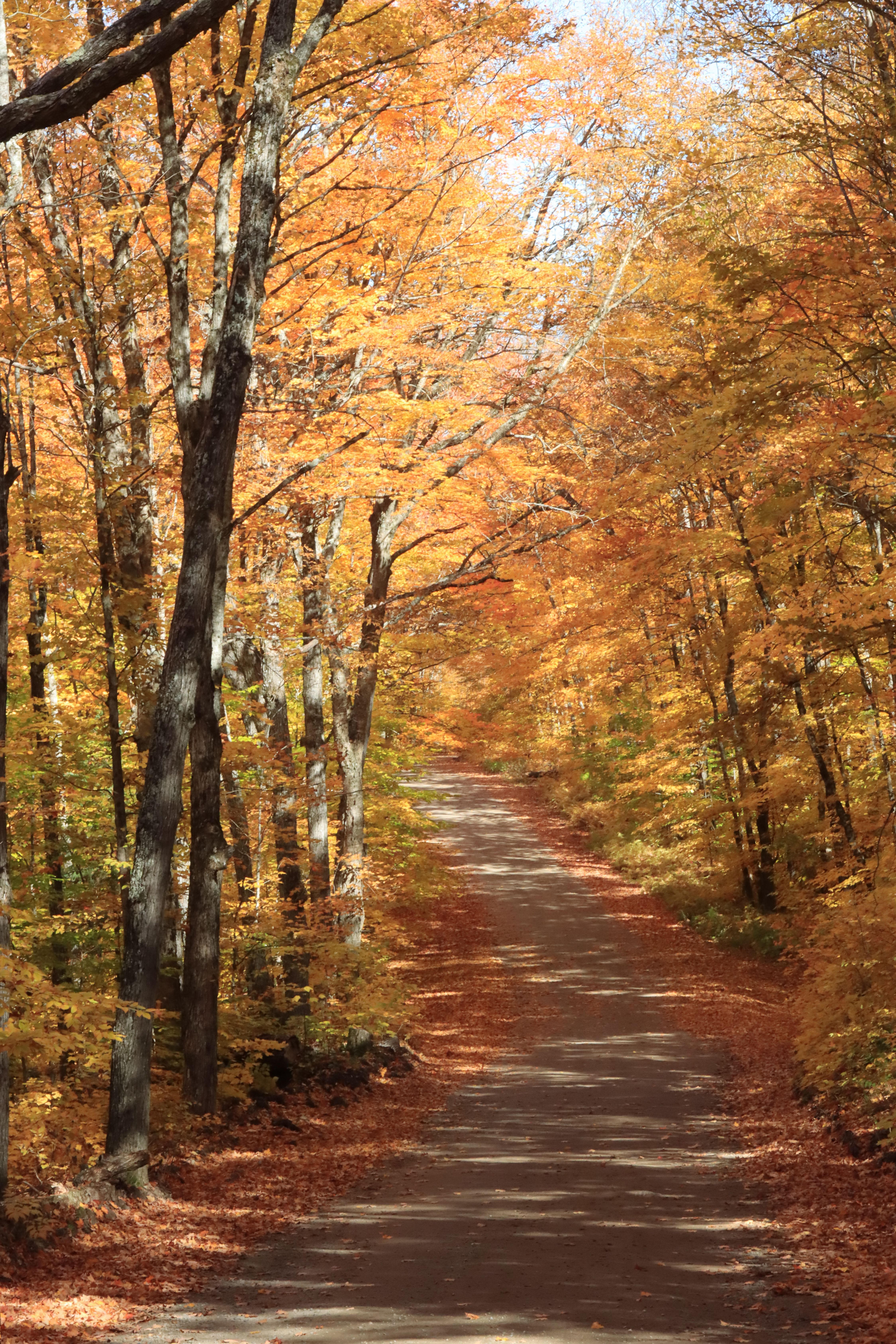 Scenic Autumn Forest Path with Vibrant Foliage · Free Stock Photo