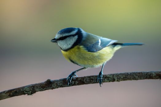 Close-up of a vibrant blue tit perched on a branch, showcasing nature's beauty.