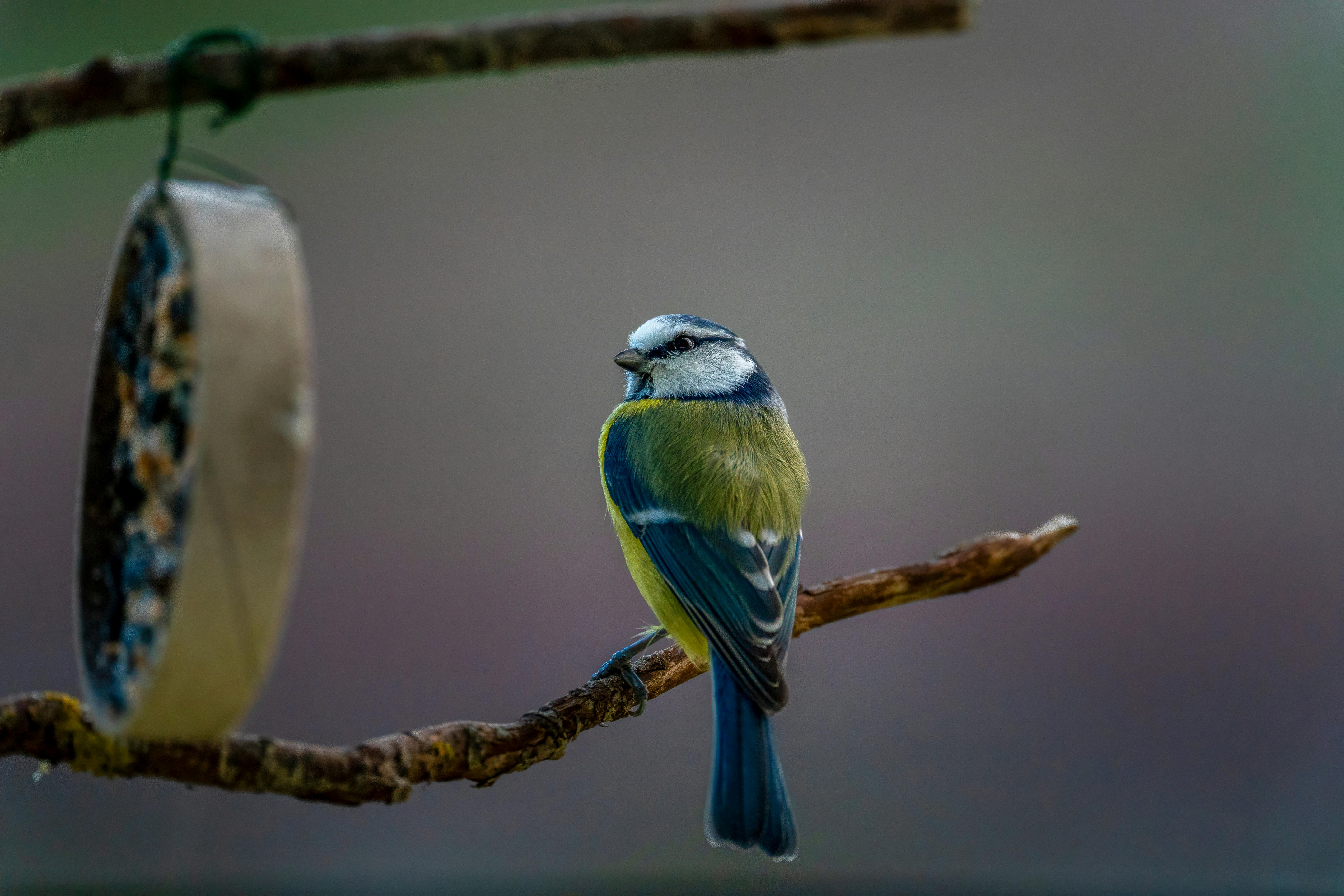 A blue tit perched on a branch near a bird feeder, showcasing vibrant spring colors.