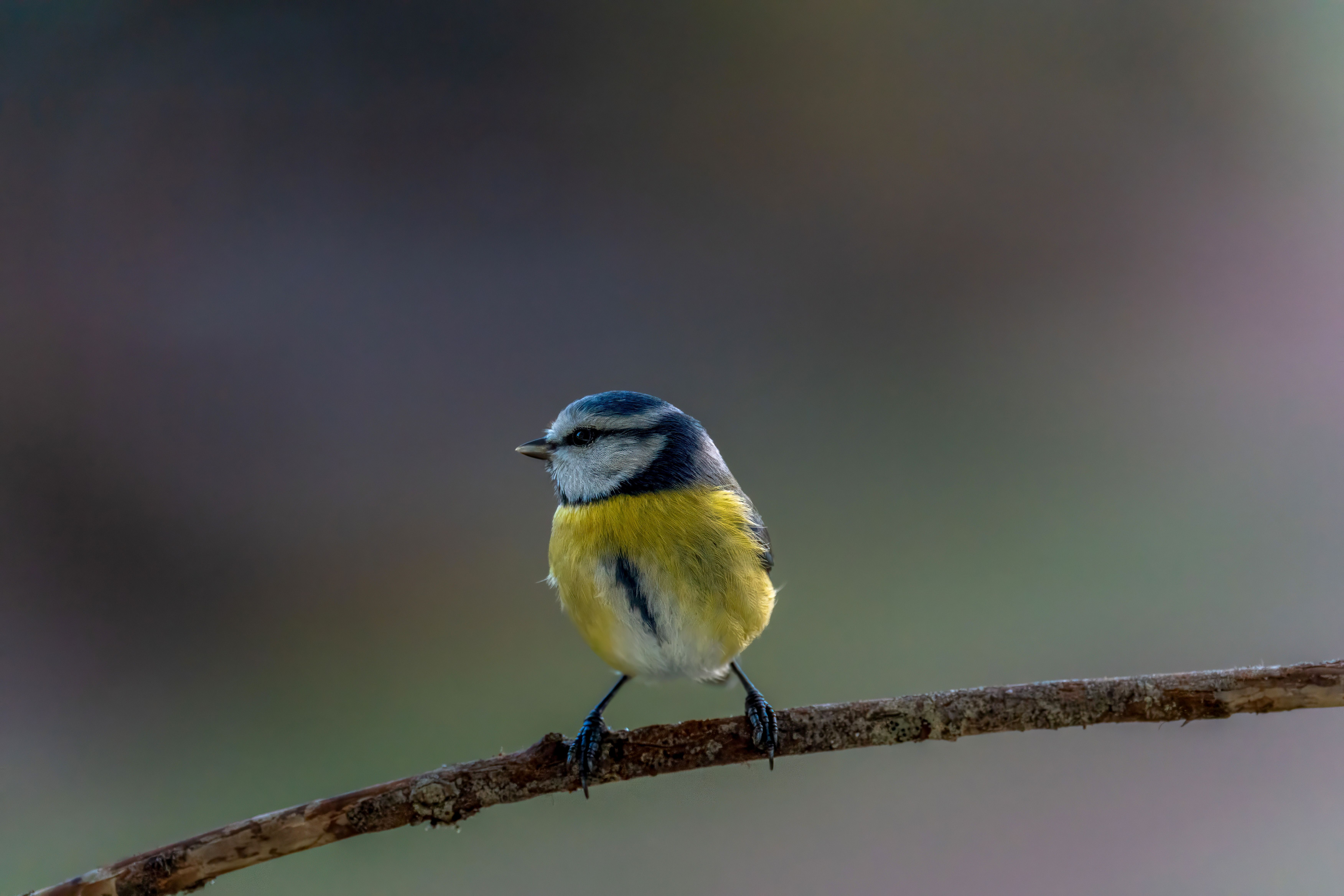 close-up-of-a-blue-tit-on-a-branch-in-nature-free-stock-photo