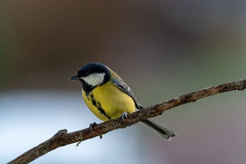 Free A vibrant great tit perches delicately on a branch during winter, showcasing its beautiful plumage. Stock Photo