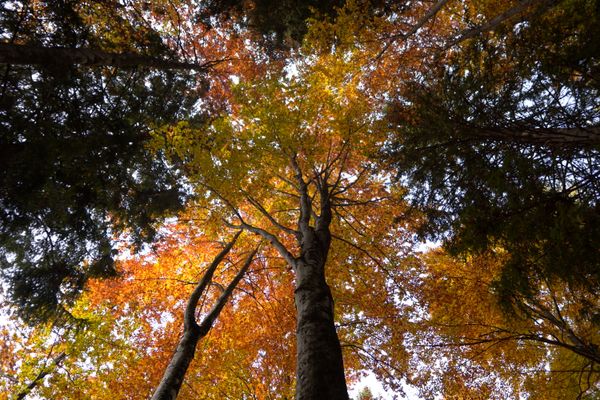 Autumn Canopy from Below jigsaw puzzle