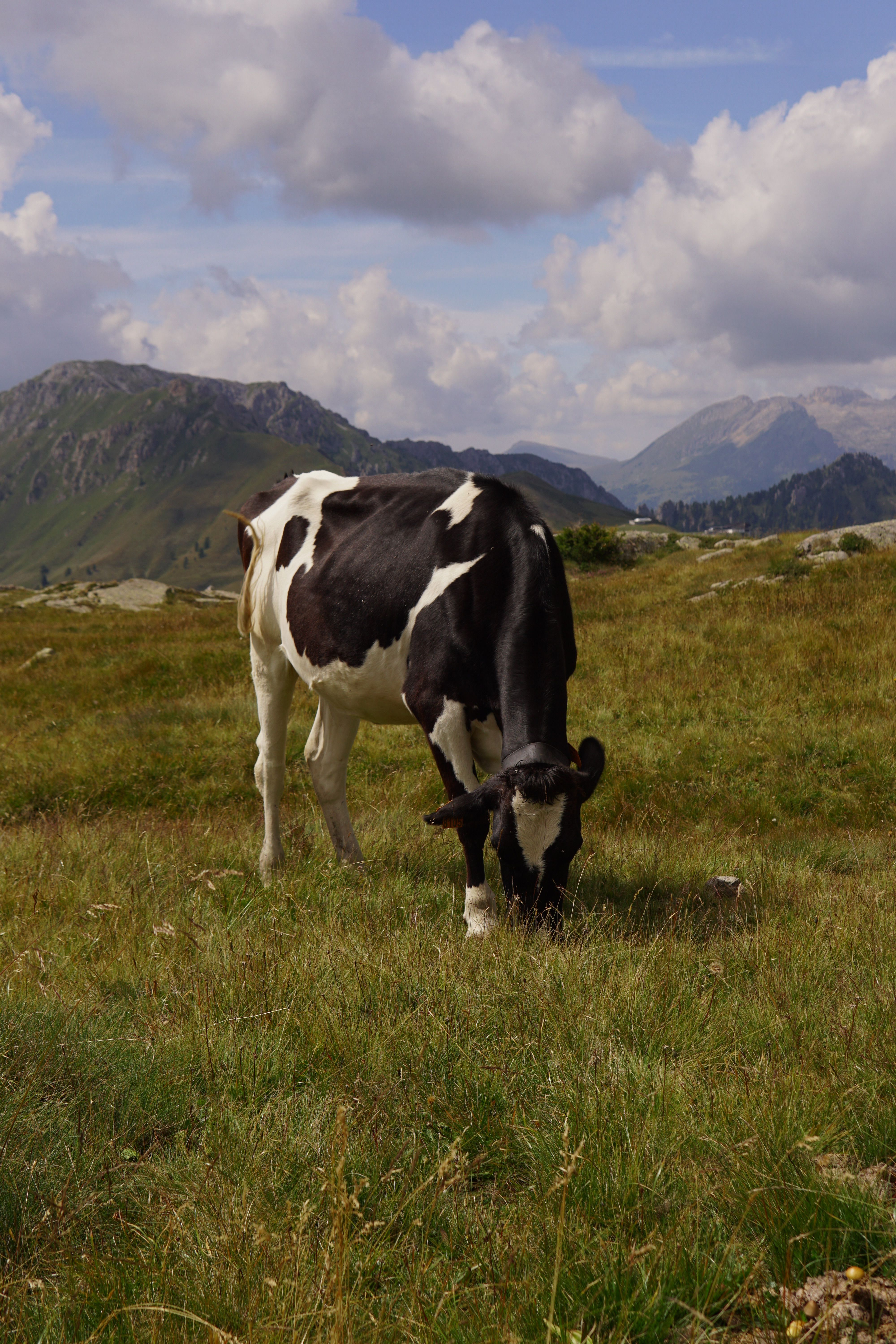 Holstein Cow Grazing in Mountain Landscape · Free Stock Photo