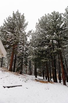 A serene snow-covered pine forest creating a tranquil winter wonderland scene.