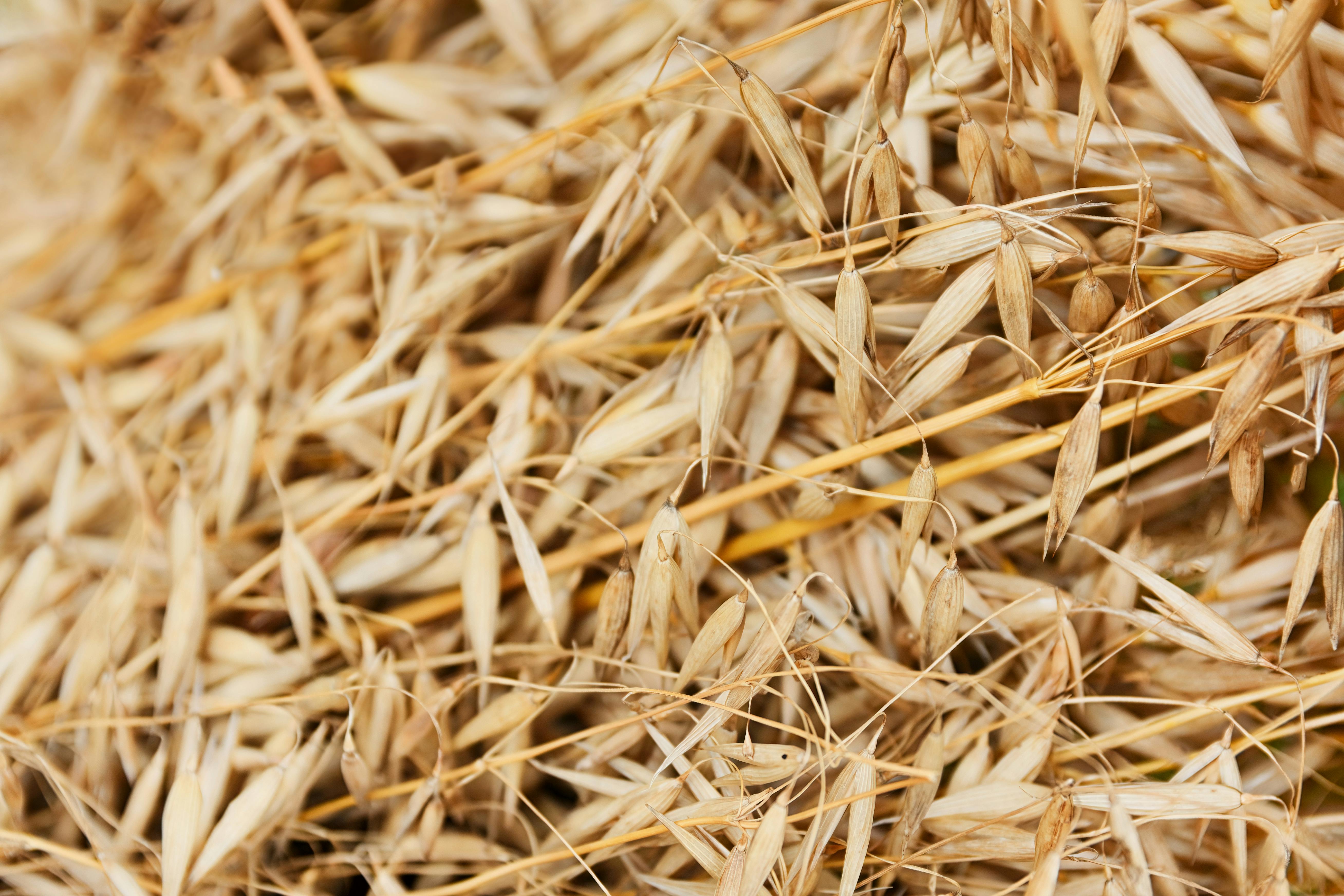 Manejo Integrado de Sitobion avenae: Biología, Monitoreo y Control Sostenible en Cereales