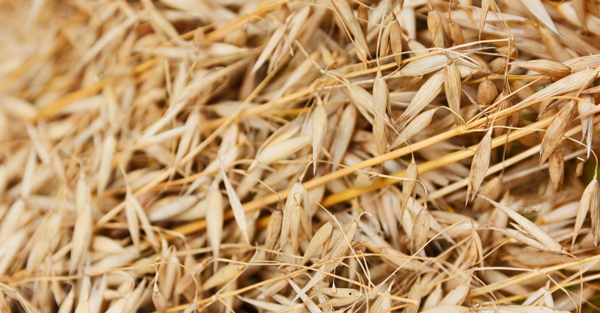 Detailed close-up of golden oat grains showcasing texture and natural pattern. - Evidence evidence guide for green oat fiber metabolic syndrome meta-analysis