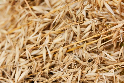 Barley Wheat Bare Oats