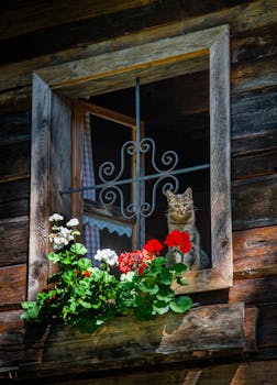 Charming tabby cat in a rustic window with vibrant red and white flowers on a sunny day.