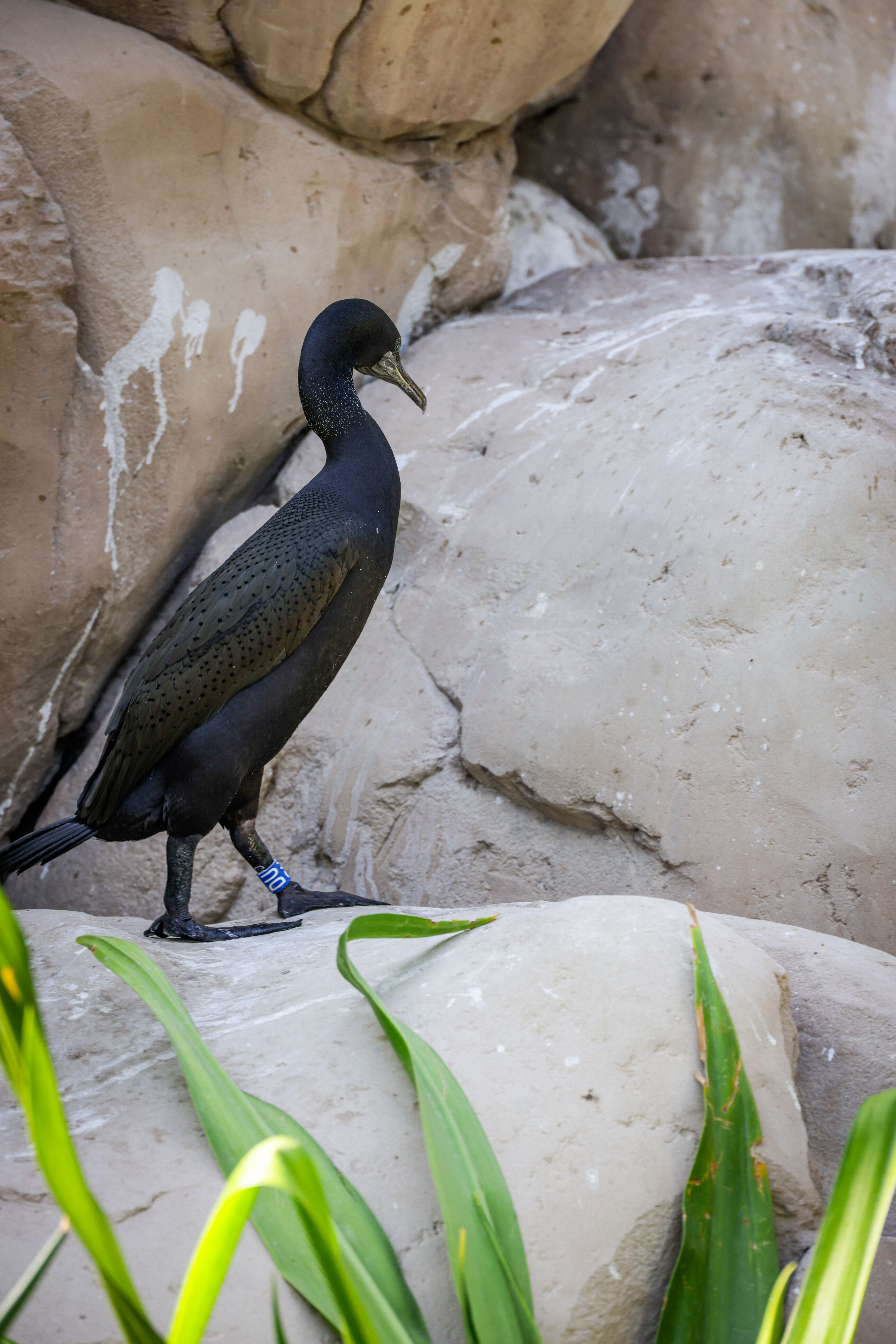 Cormoran Sur Un Terrain Rocheux En Pleine Nature · Photo gratuite