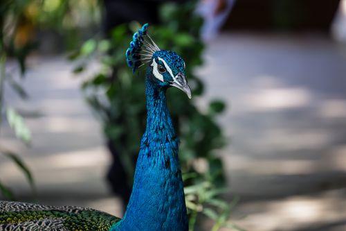 Free Close-up of a colorful peacock in its natural habitat, showcasing vibrant plumage and elegant presence. Stock Photo