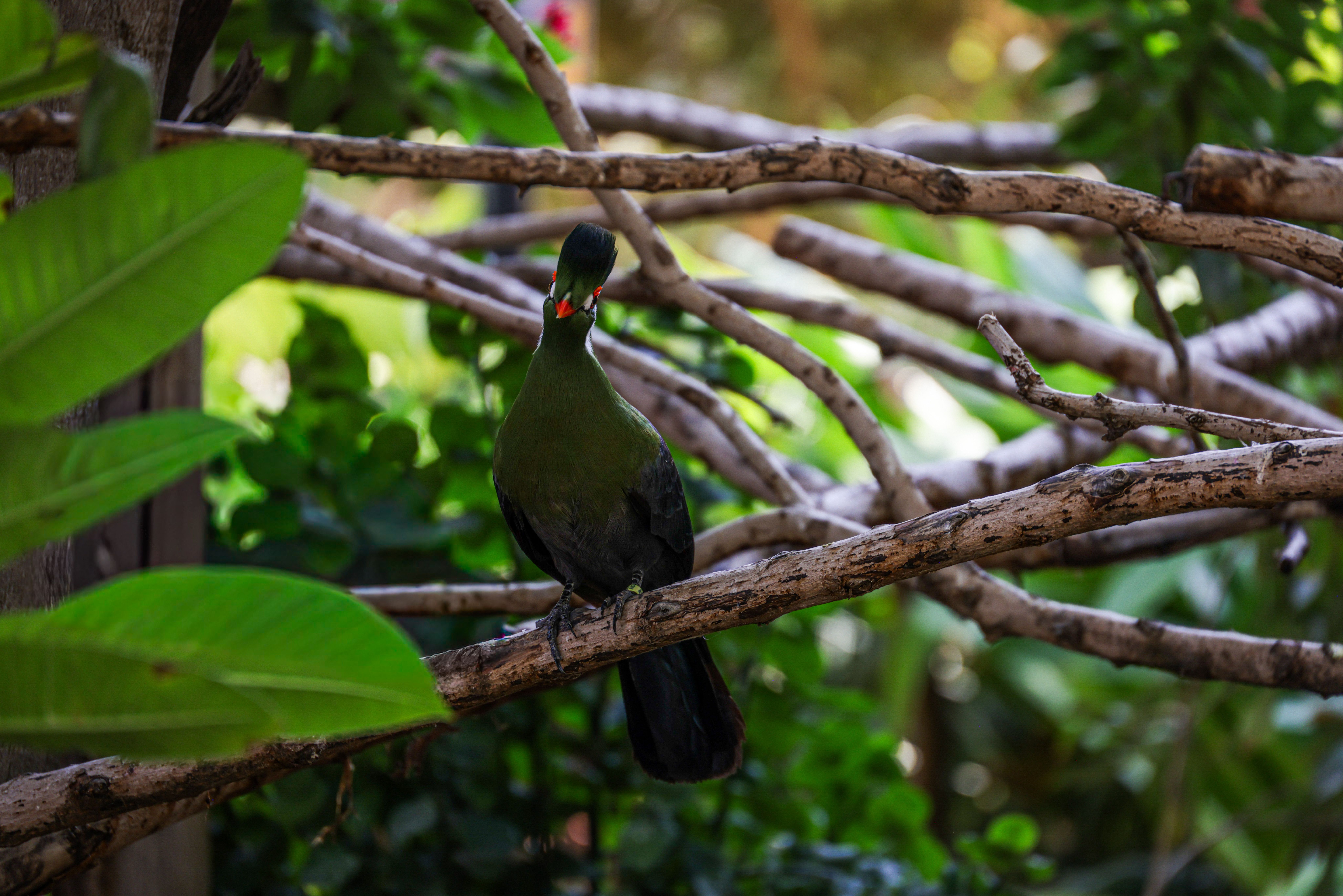 Colorful Turaco Bird Perched on Branch · Free Stock Photo
