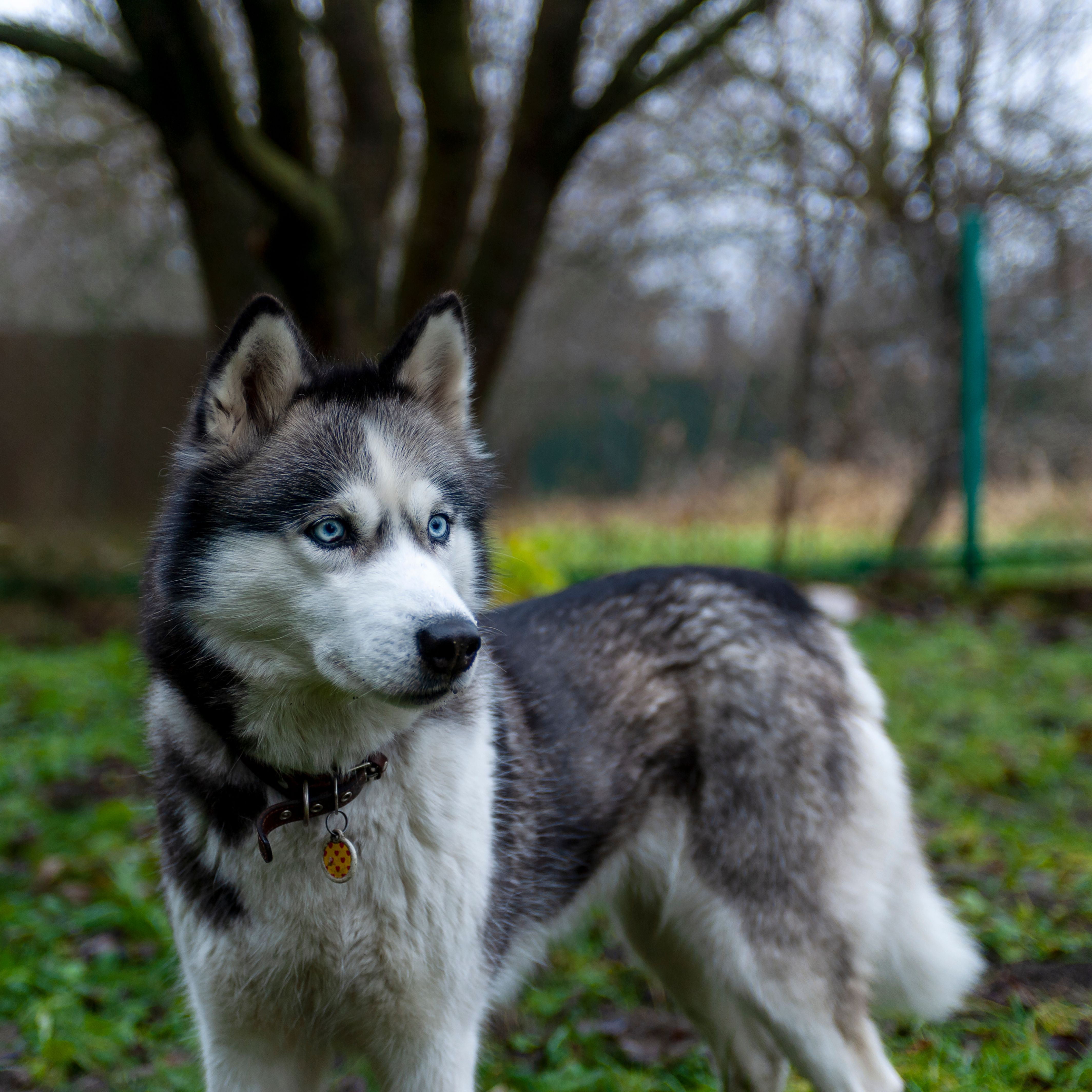 Siberian Husky in a Lush Garden Setting · Free Stock Photo