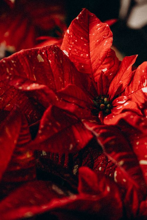 Decoración floral de Navidad