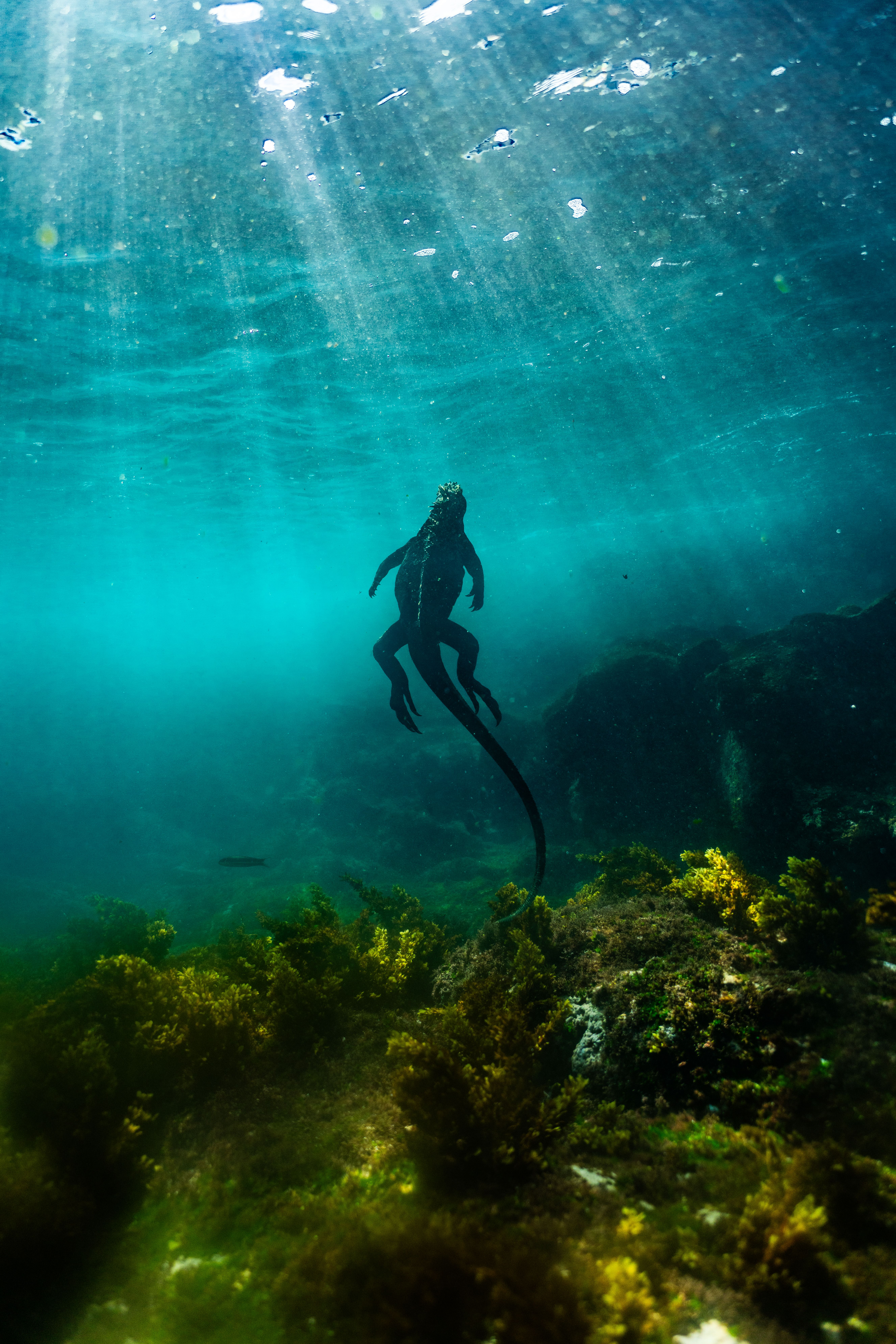 A marine iguana gracefully swims underwater in the sunlit waters of the Galápagos Islands.