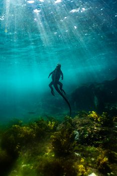 A marine iguana gracefully swims underwater in the sunlit waters of the Galápagos Islands.
