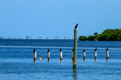 Free A serene scene of birds perched on posts over calm blue water with distant islands. Stock Photo