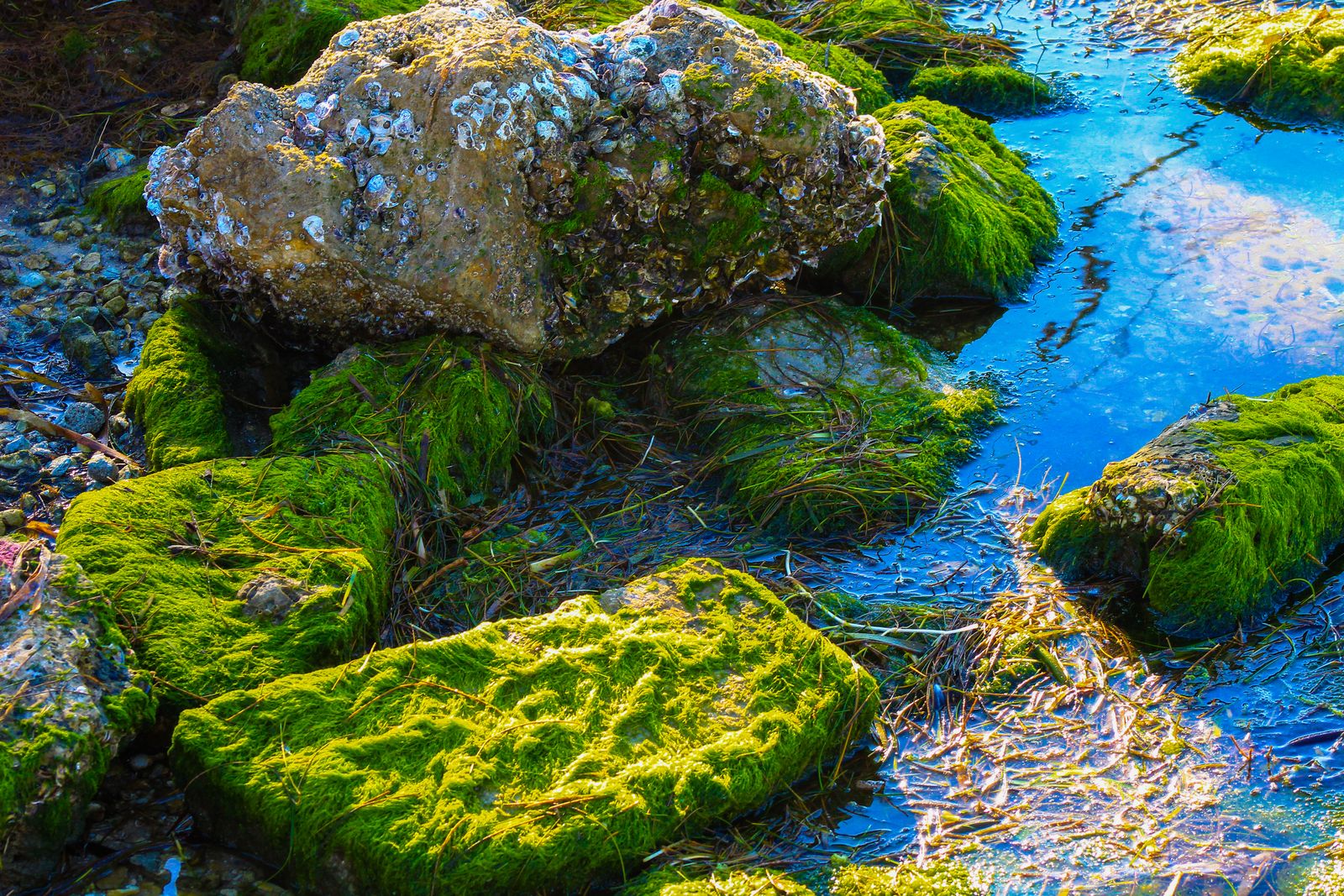 Moss and clear water paint by numbers