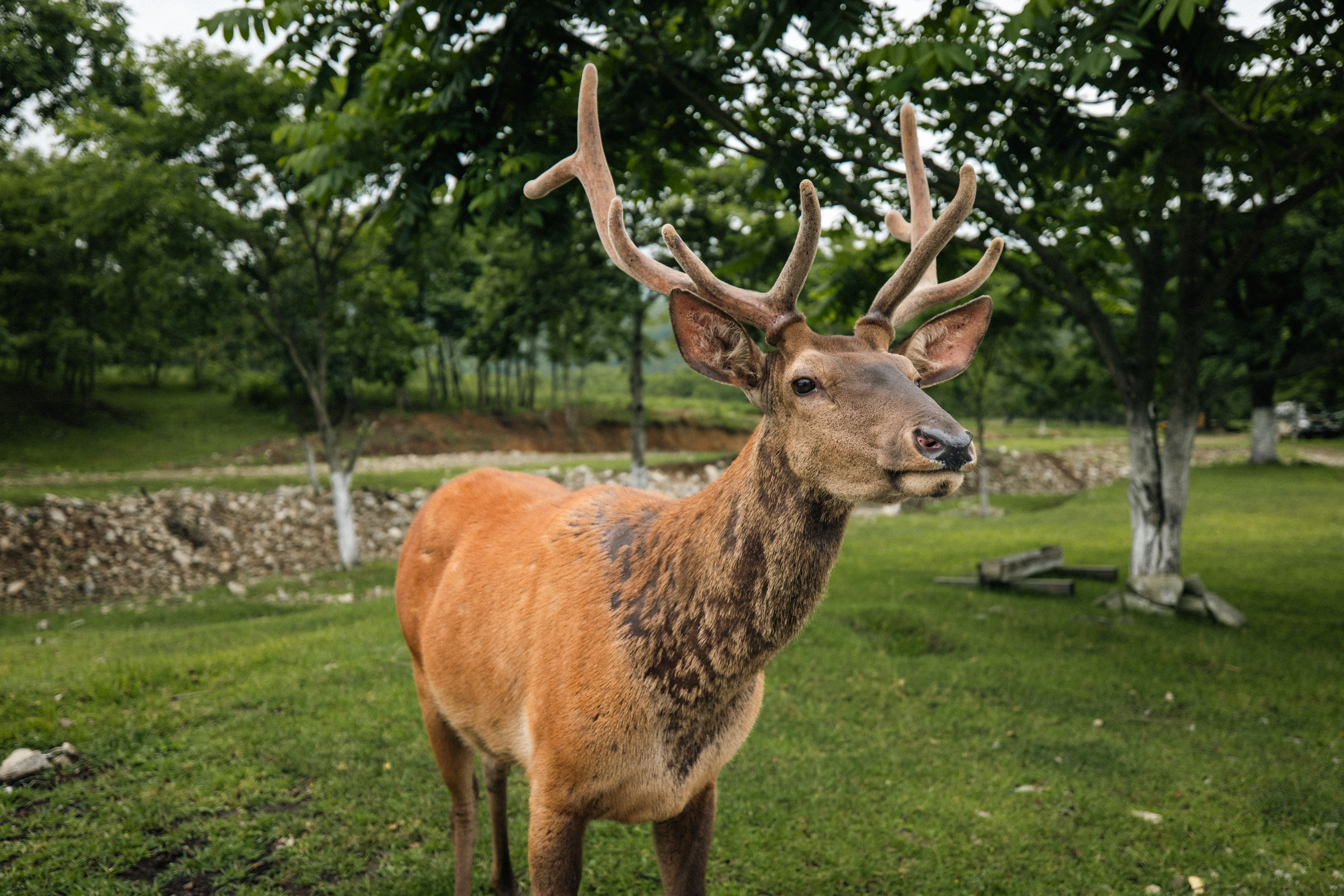 Close-up of a red deer with antlers in a vibrant green forest setting, showcasing natural wildlife beauty.