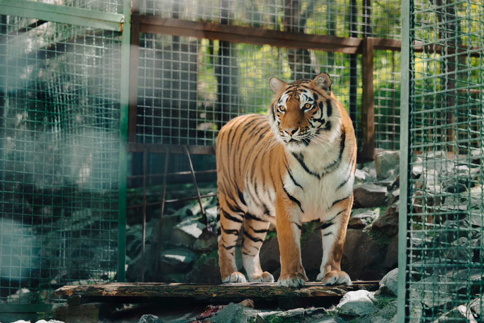 Tigre de Bengala de pie en una jaula en un zoológico, rodeado de luz solar natural.