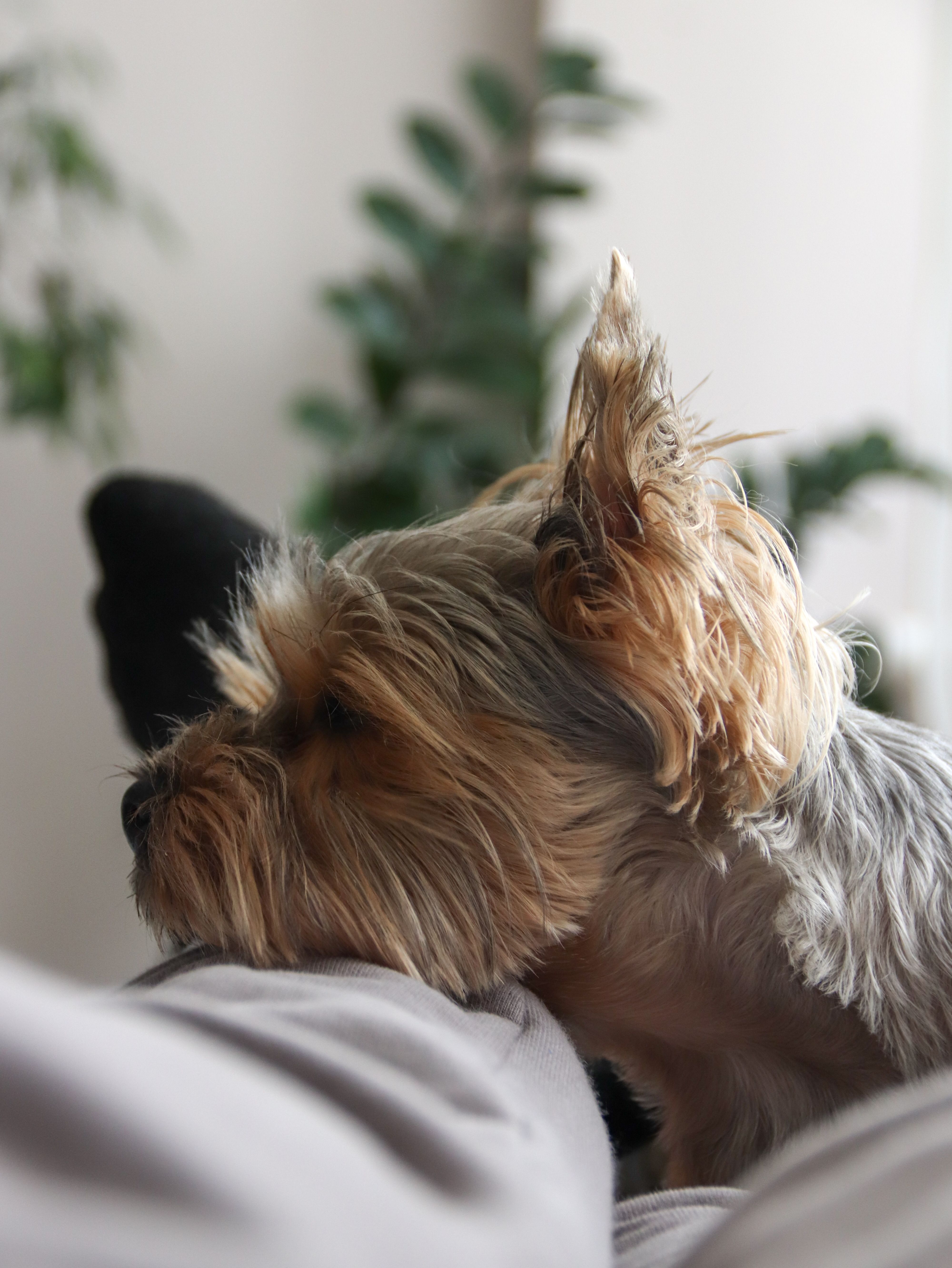 Cute Yorkshire Terrier resting on a couch indoors with plants in background.