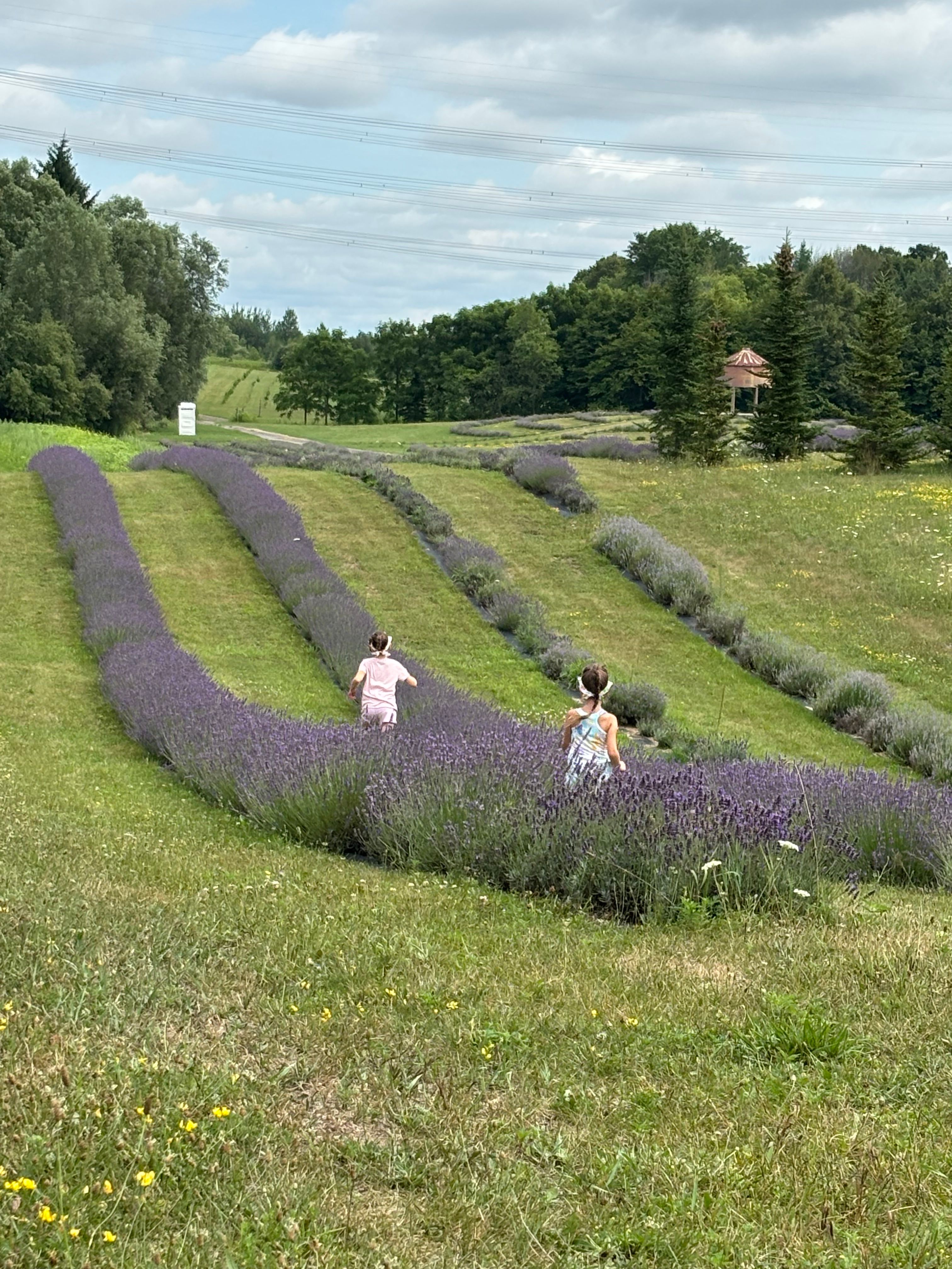 Children Playing in Lavender Field · Free Stock Photo