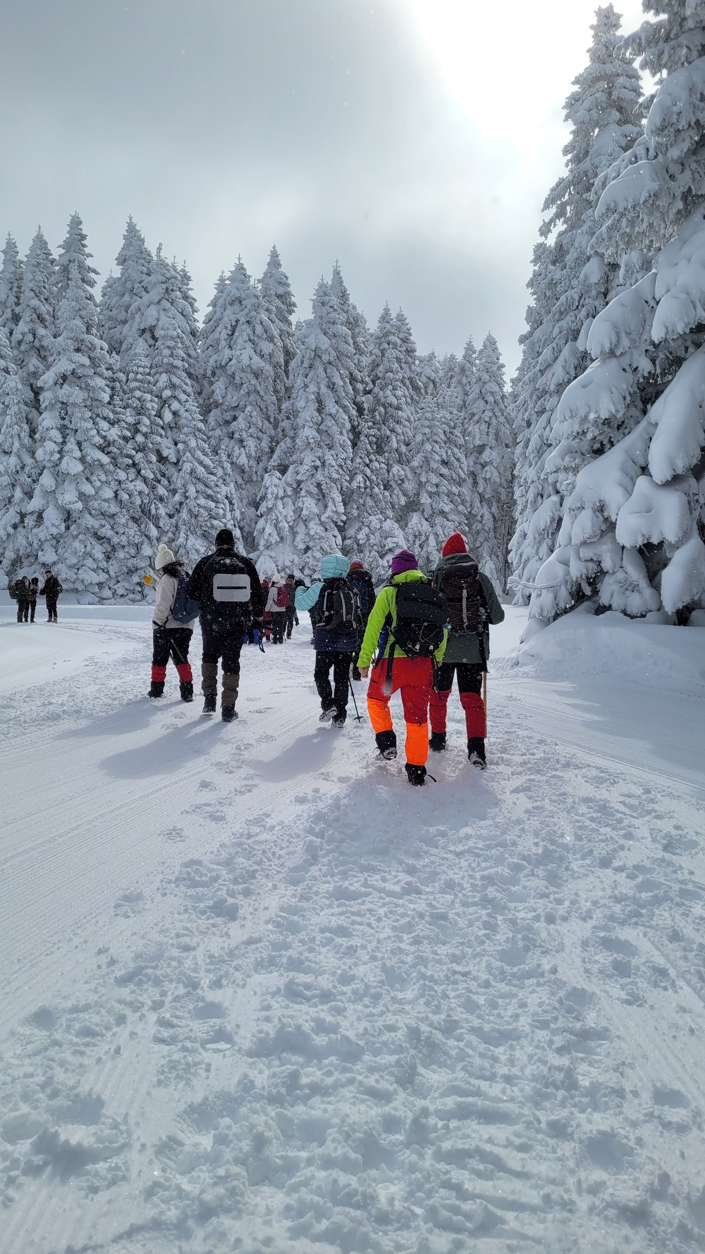 Group of adults hiking through a snow-covered forest in winter, enjoying outdoor adventure.