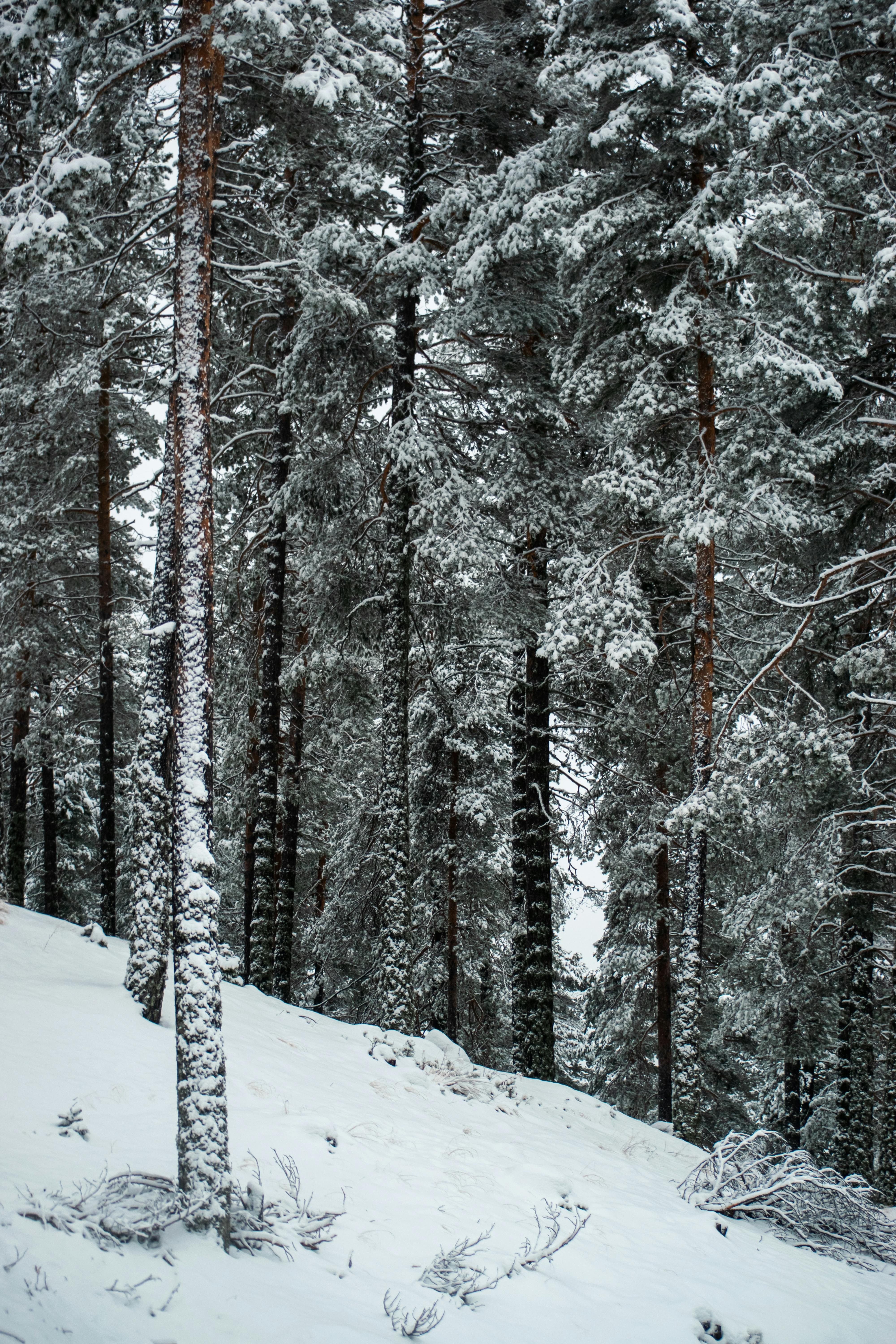 Serene winter forest with snow-covered pine trees creating a tranquil landscape.