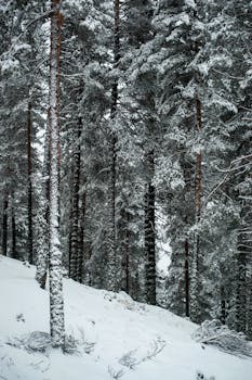 Serene winter forest with snow-covered pine trees creating a tranquil landscape.