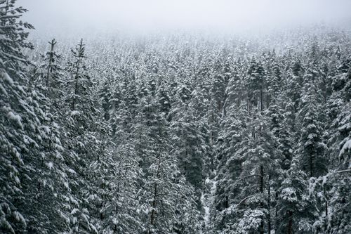 Free A serene view of a snow-laden evergreen forest on a misty winter day. Stock Photo