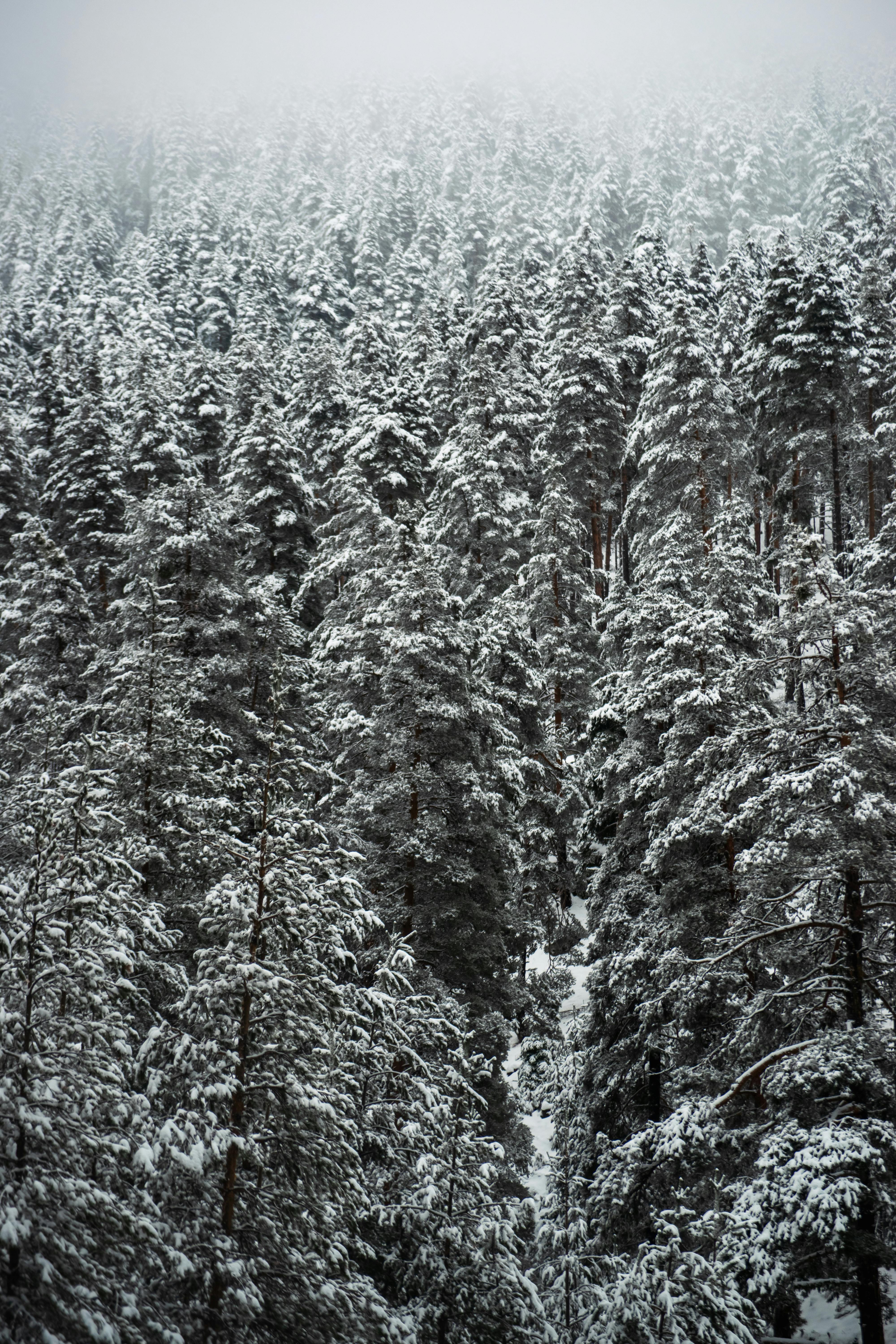 Captivating view of a snow-laden pine forest blanketed in winter mist.