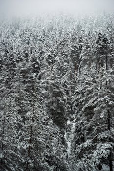 Captivating view of a snow-laden pine forest blanketed in winter mist.