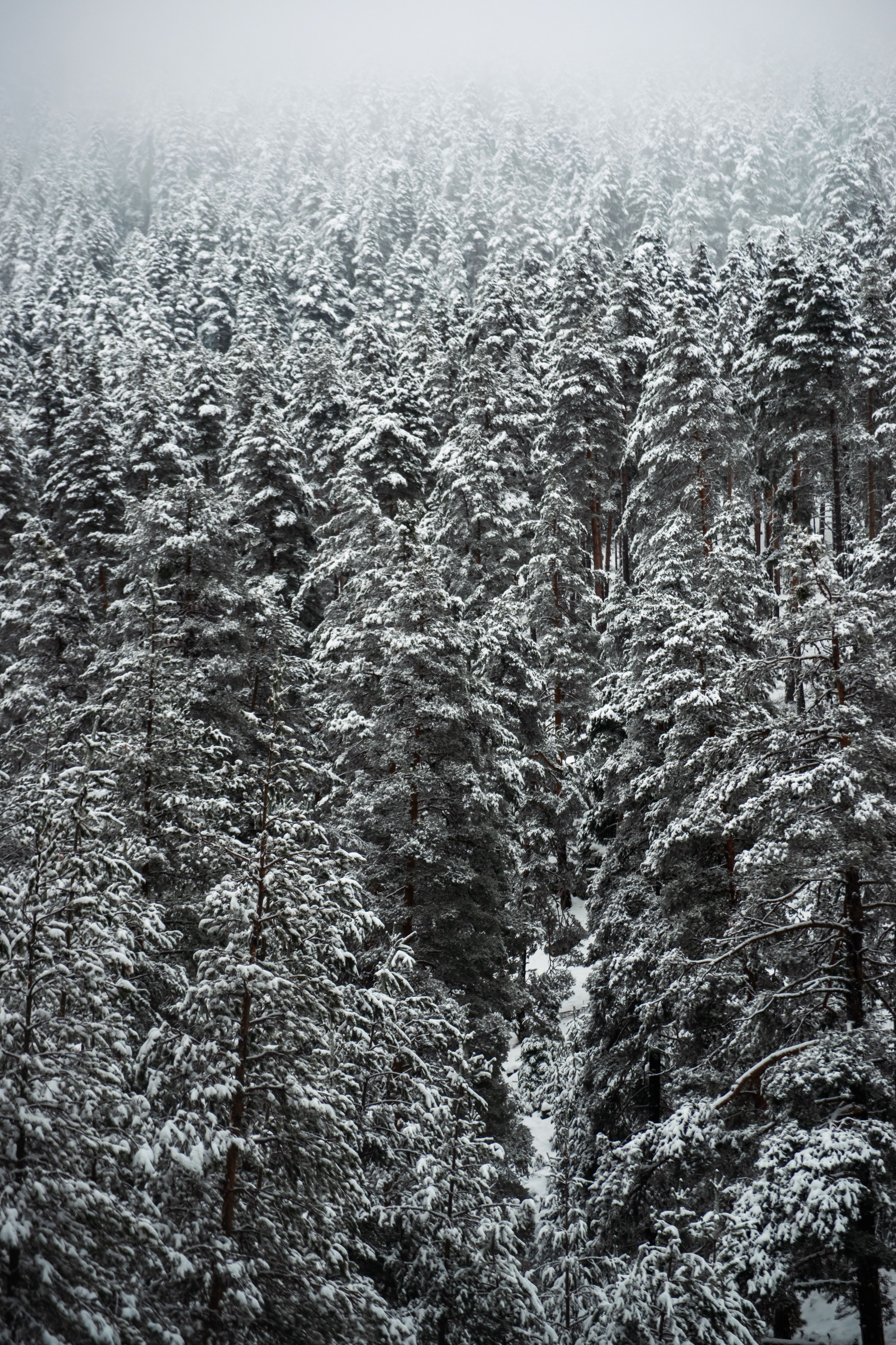 Serene Snow-Covered Pine Forest in Winter · Free Stock Photo