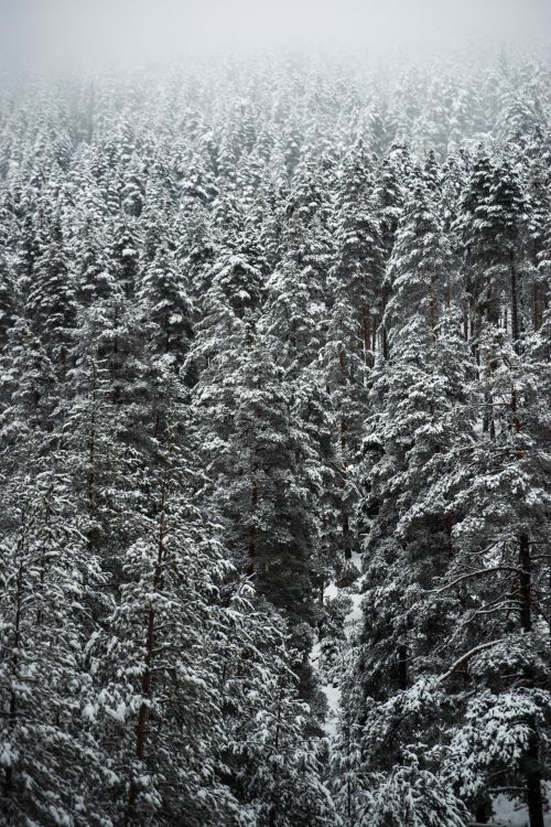 Free Captivating view of a snow-laden pine forest blanketed in winter mist. Stock Photo