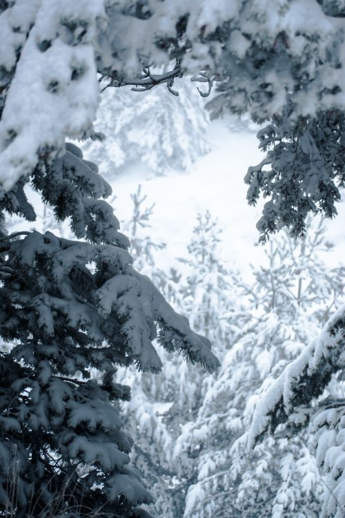 Free A serene winter landscape featuring snow-laden pine trees in a dense forest. Stock Photo