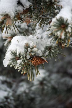 Close-up of a pine cone nestled on a snow-covered evergreen branch on a winter day.