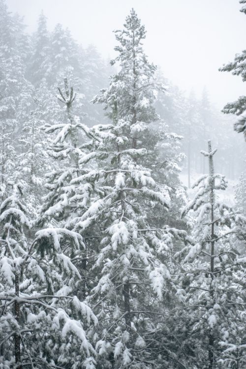 Free Majestic snow-covered pine trees in a serene winter forest landscape. Stock Photo