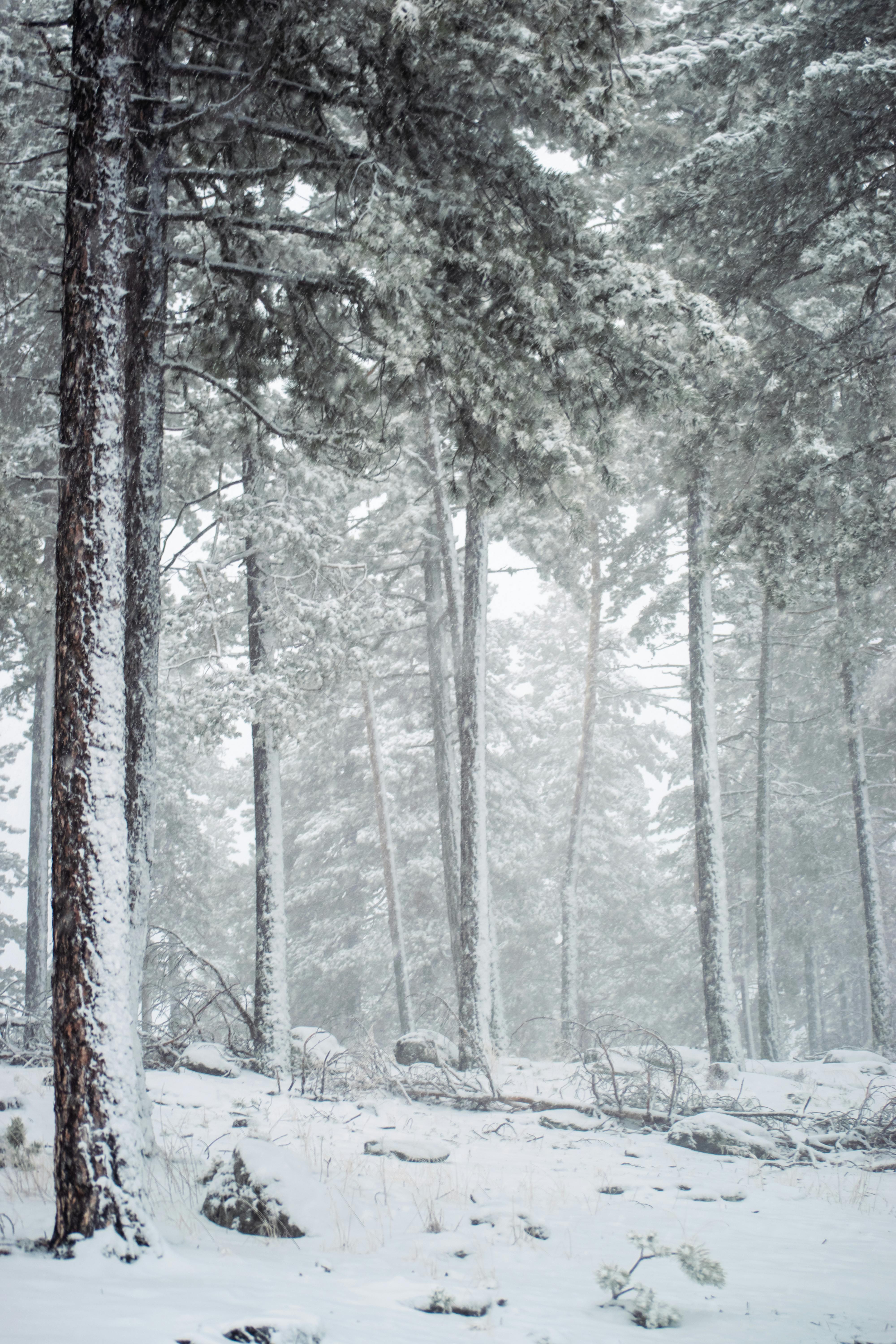 Misty winter forest scene with snow-covered trees creating a serene atmosphere.