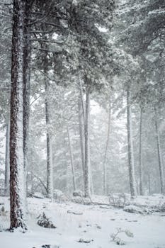 Misty winter forest scene with snow-covered trees creating a serene atmosphere.
