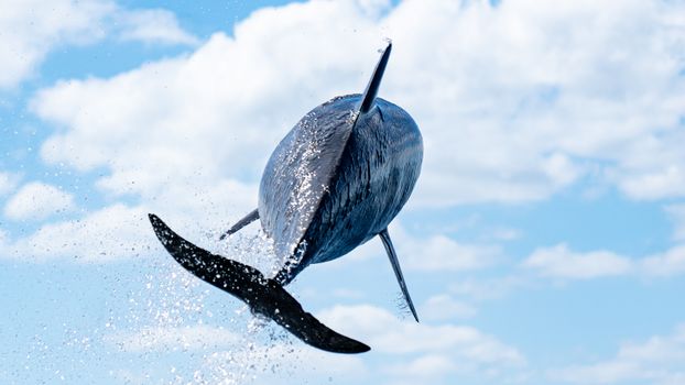 A dolphin captured mid-jump from the ocean against a bright sky in Baja California, Mexico.