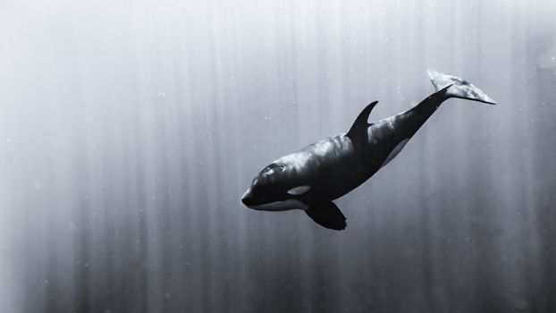 Black and white photo of an orca swimming gracefully underwater, capturing serene oceanic beauty.