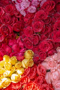 Captivating display of multicolored roses with delicate dew drops, perfect for nature themes.