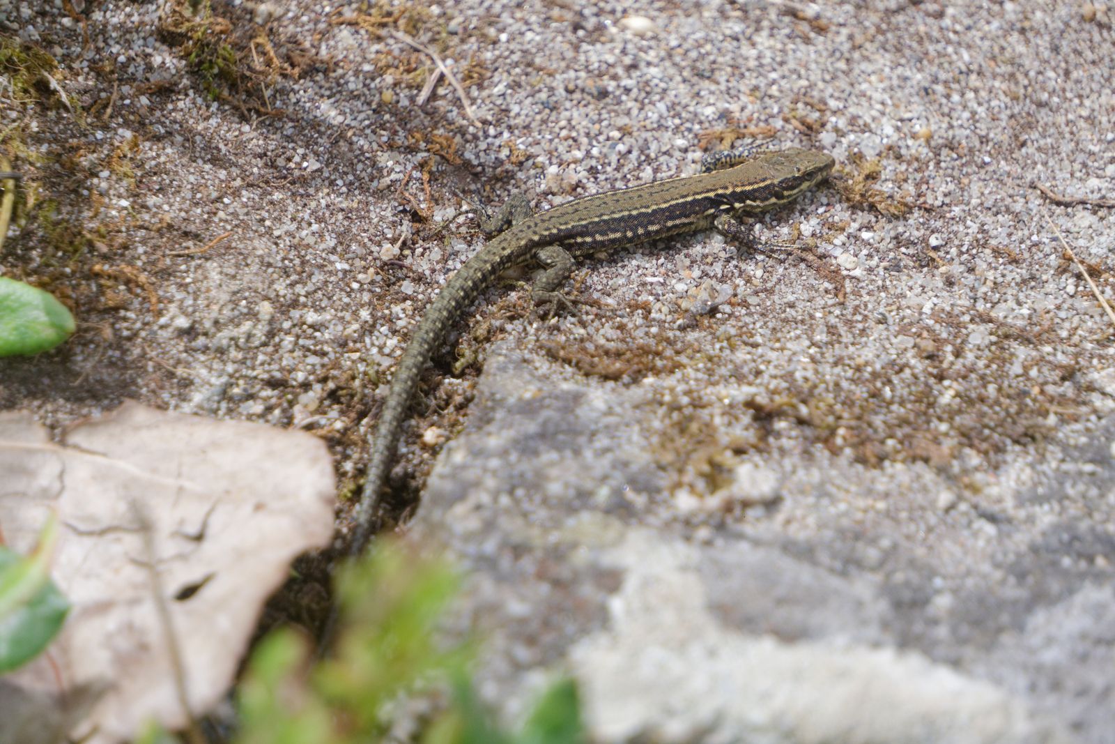Lézard des murailles se chauffant sur un rocher de granit gris